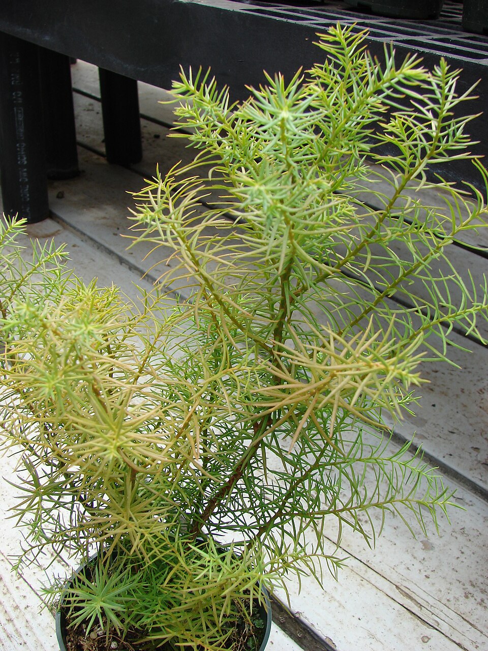Cryptomeria japonica 'Elegans' (Plume Cryptomeria) (alternate view 4)