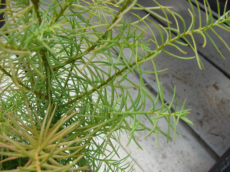 Cryptomeria japonica 'Elegans' (Plume Cryptomeria) (alternate view 5)