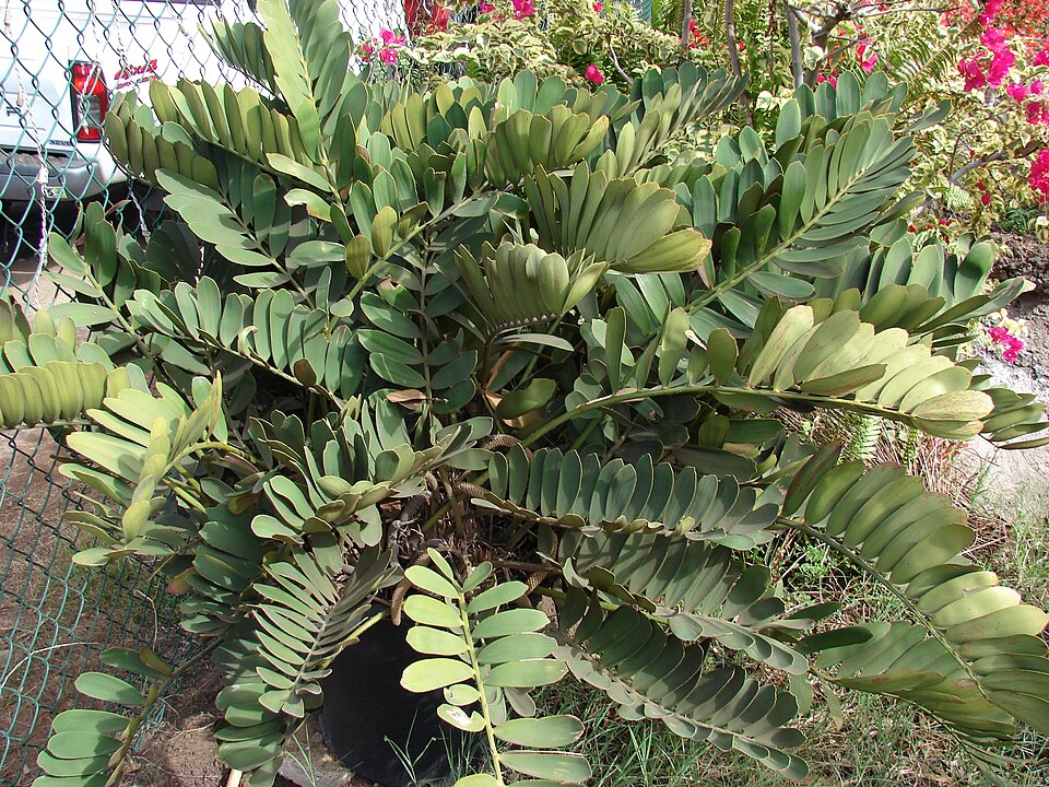Zamia furfuracea (Cardboard Palm Tree) (alternate view 5)