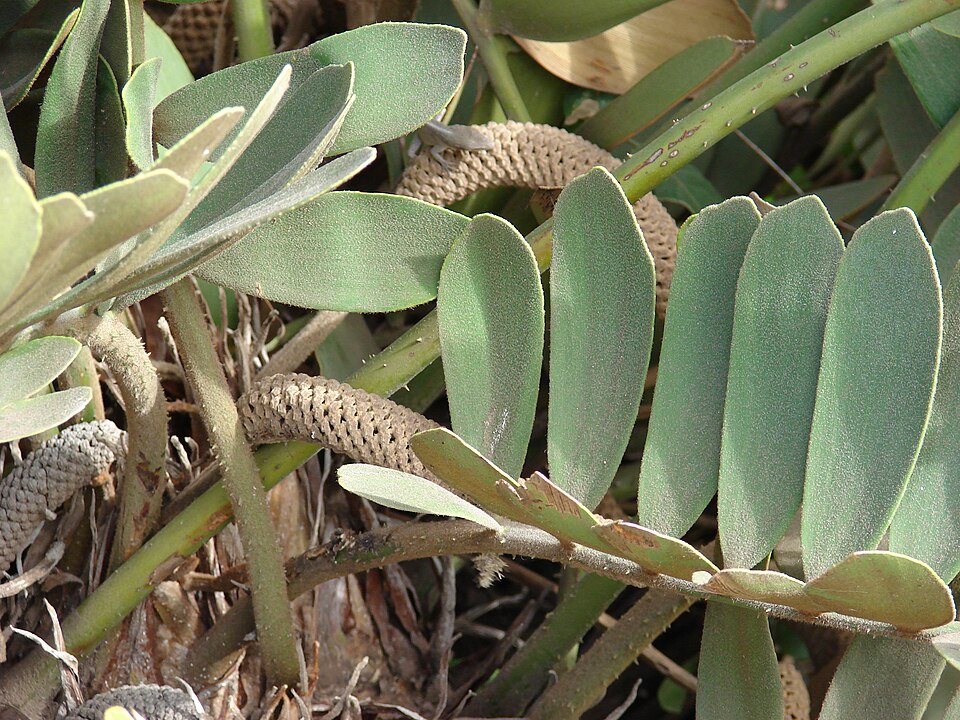 Zamia furfuracea (Cardboard Palm Tree) (alternate view 6)