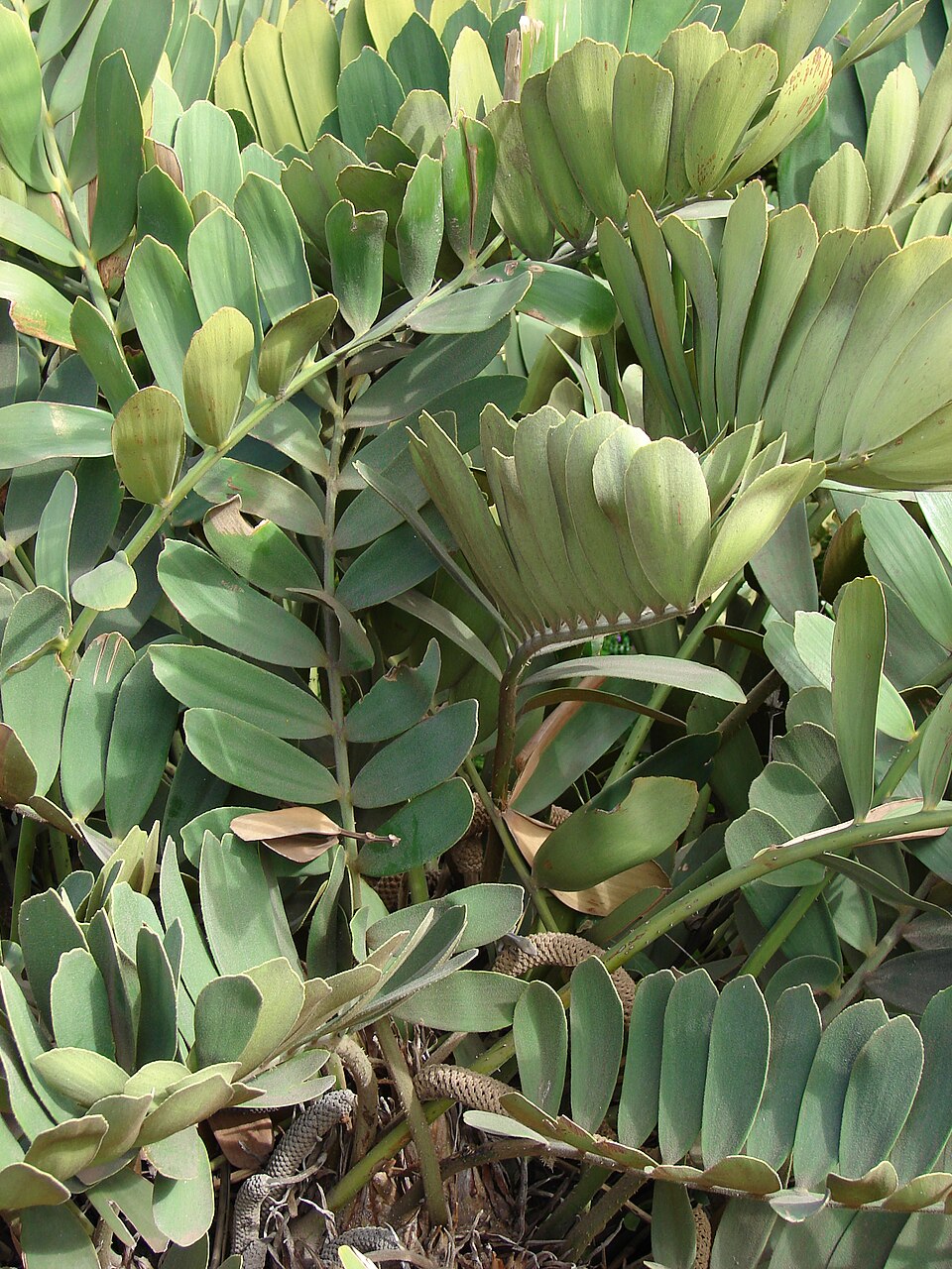 Zamia furfuracea (Cardboard Palm Tree) (alternate view 7)