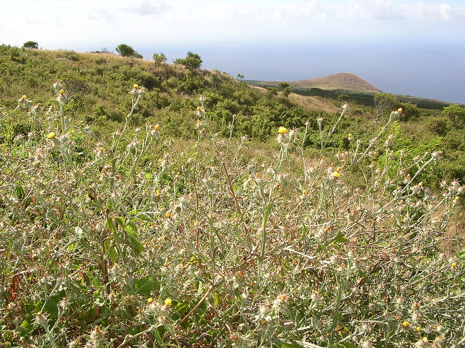 Centaurea melitensis (Maltese star-thistle) (alternate view 9)