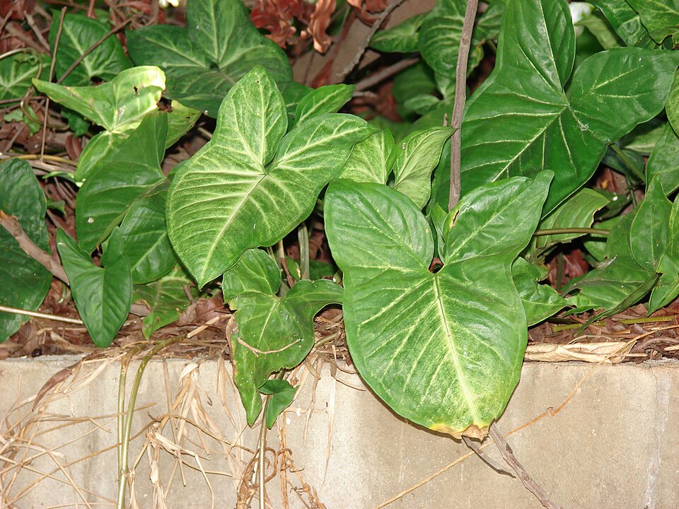 Syngonium podophyllum (Arrowhead Plant) (alternate view 8)