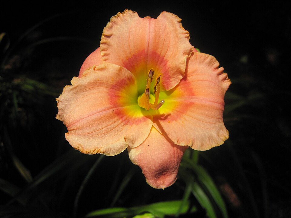 Hemerocallis 'Elegant Candy' (Elegant Candy Daylily) (alternate view 4)