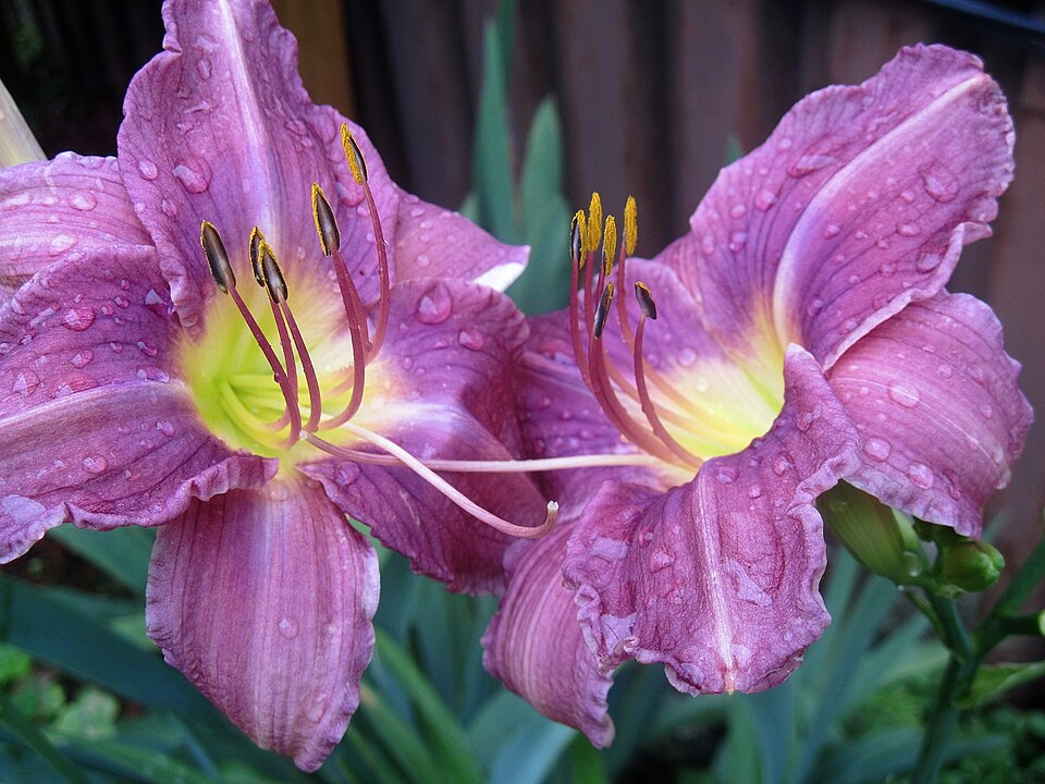 Hemerocallis 'Prairie Blue Eyes' (Prairie Blue Eyes Daylily) (alternate view 3)