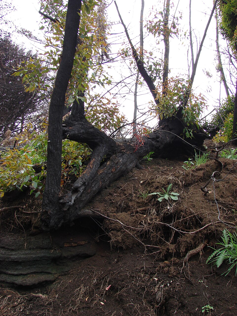 Eucalyptus robusta (Swamp Mahogany) (alternate view 6)