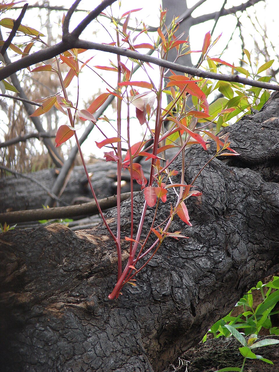 Eucalyptus robusta (Swamp Mahogany) (alternate view 7)