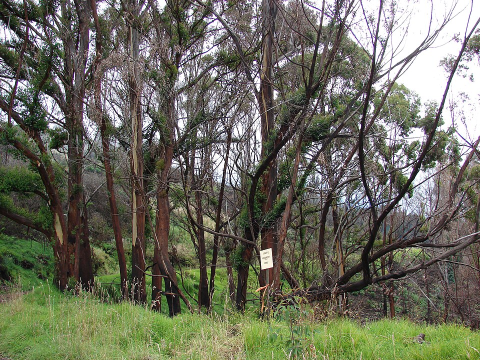 Eucalyptus robusta (Swamp Mahogany) (alternate view 9)