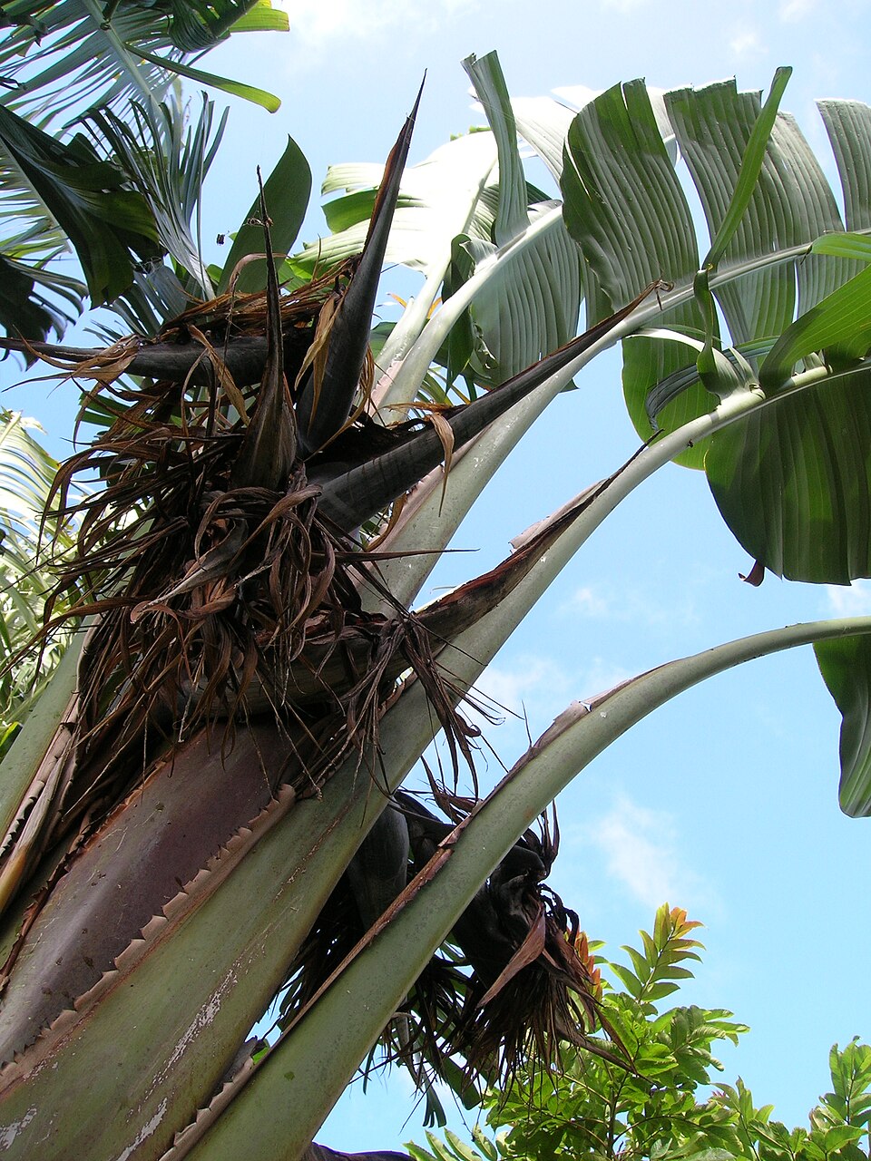 Strelitzia nicolai (Giant Bird of Paradise) (alternate view 4)