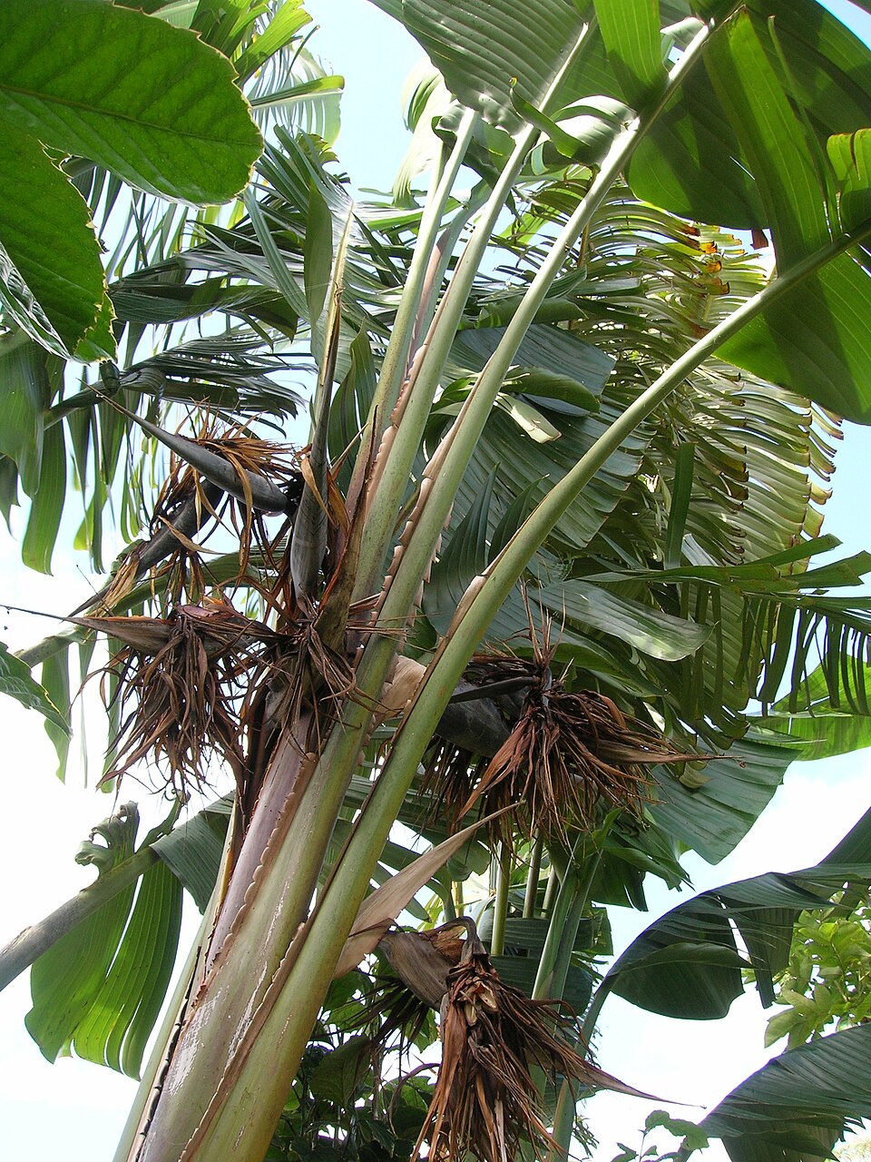 Strelitzia nicolai (Giant Bird of Paradise) (alternate view 5)