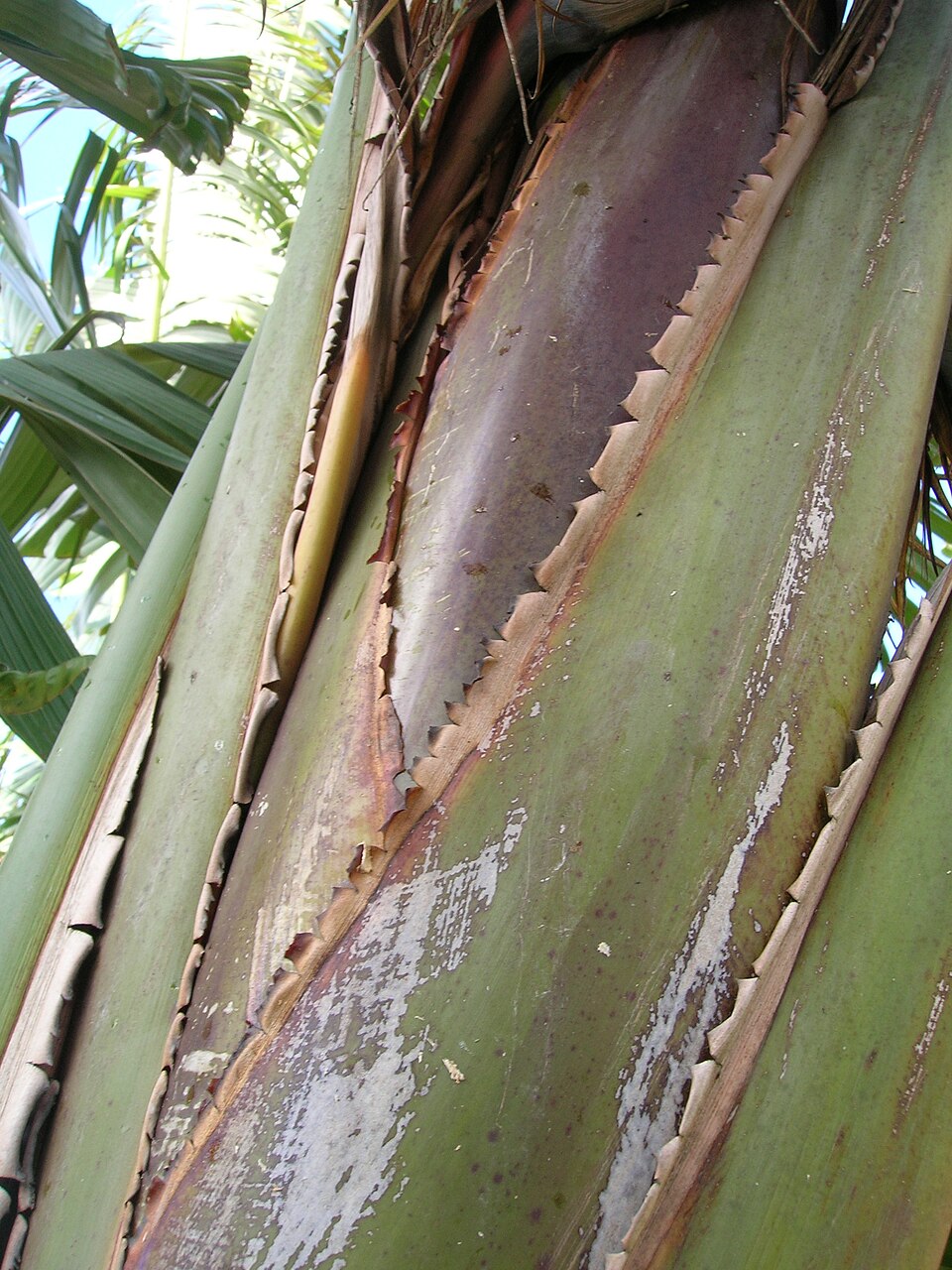 Strelitzia nicolai (Giant Bird of Paradise) (alternate view 6)