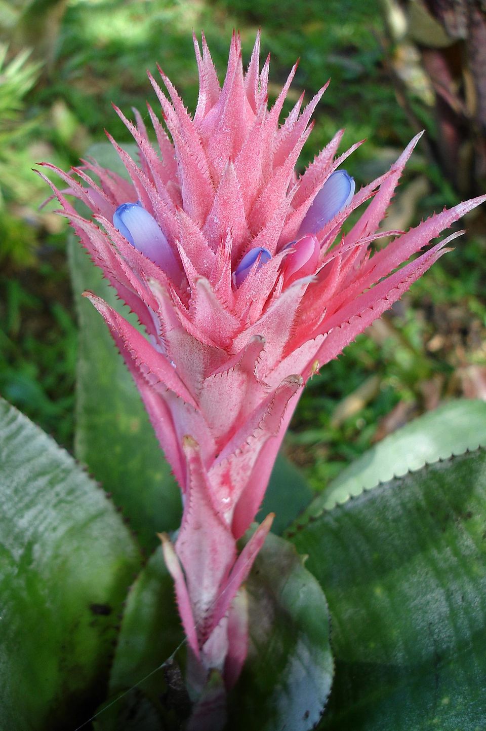 Aechmea fasciata (Silver Vase Bromeliad) (alternate view 5)