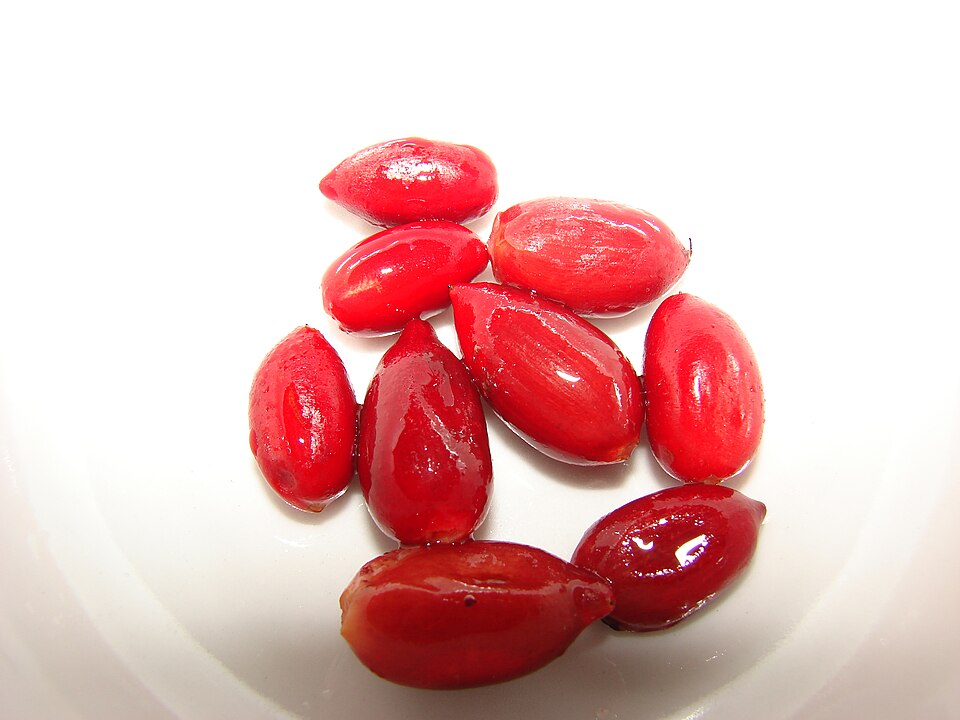 Synsepalum dulcificum (Miracle Fruit) (alternate view 6)