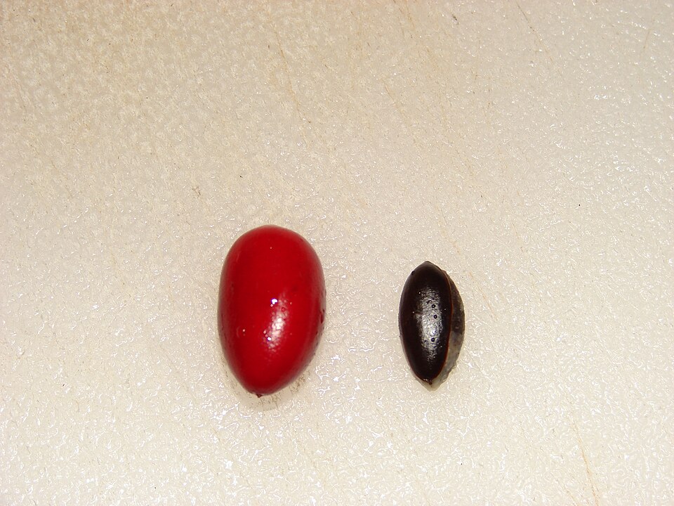 Synsepalum dulcificum (Miracle Fruit) (alternate view 7)
