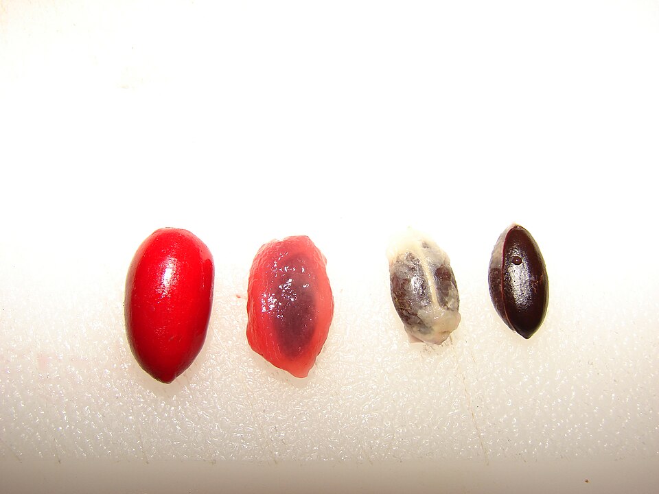 Synsepalum dulcificum (Miracle Fruit) (alternate view 8)