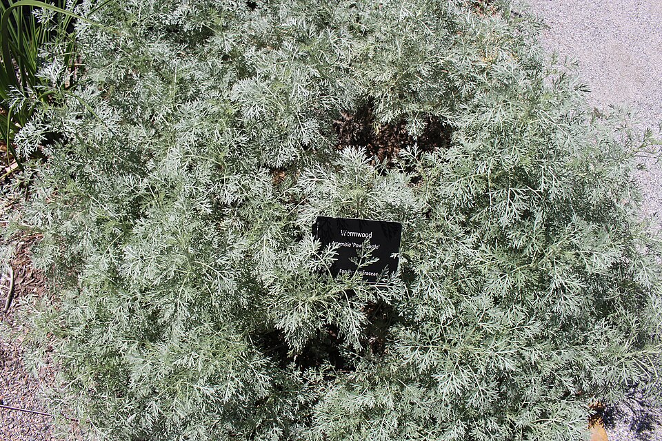 Artemisia 'Powis Castle' (Powis Castle Artemisia) (alternate view 3)