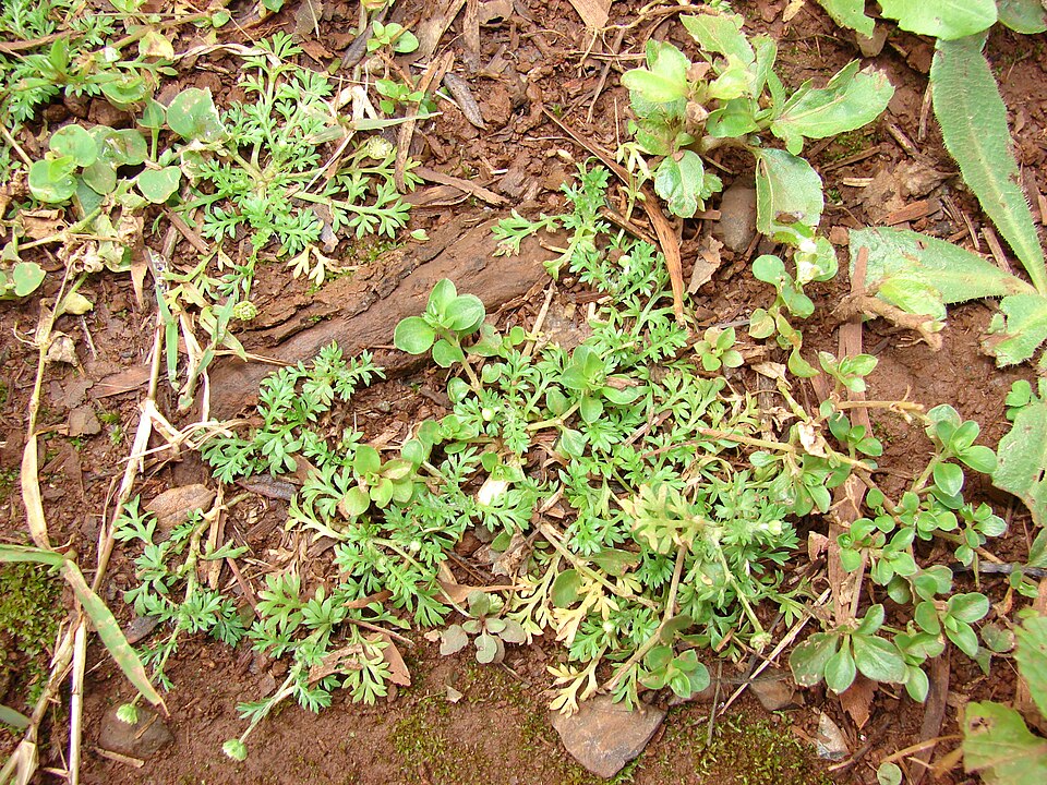 Cotula australis (Common Cotula) (alternate view 2)