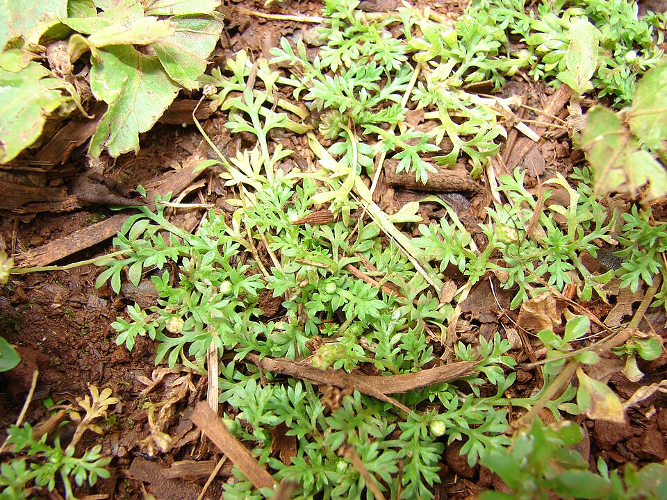 Cotula australis (Common Cotula) (alternate view 4)