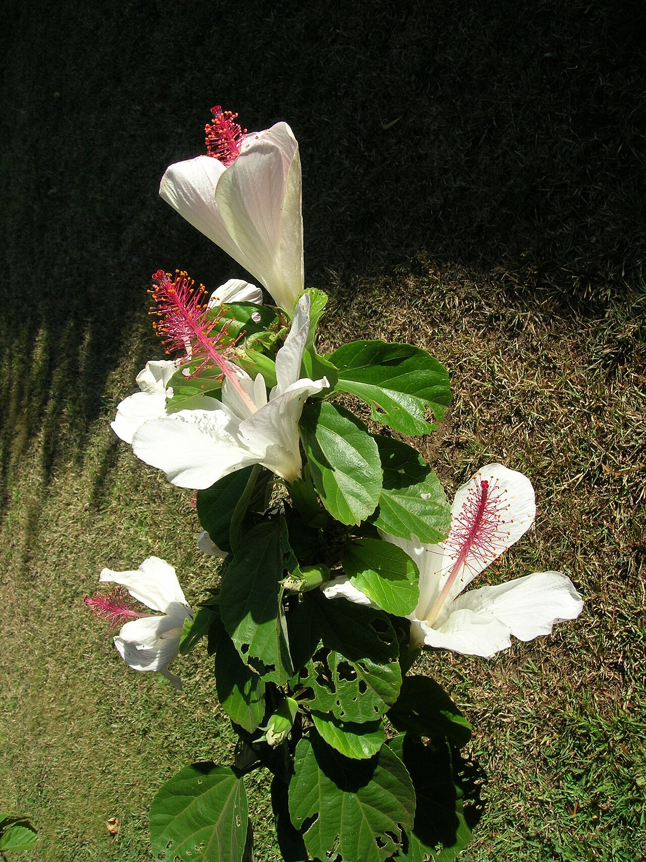 Hibiscus waimeae, Kokio keokeo — upright evergreen (Malvaceae) (image 5 of 9)