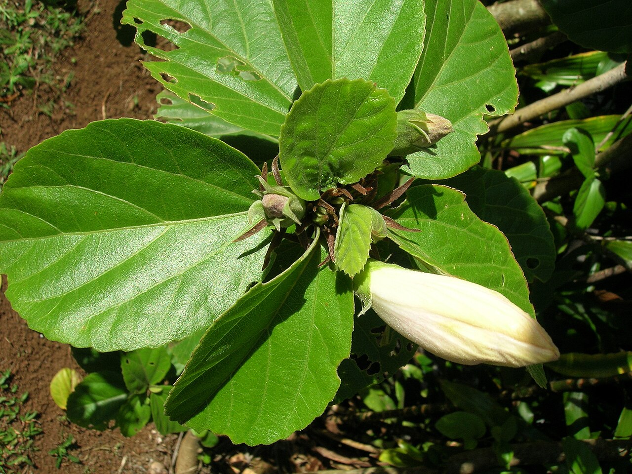 Hibiscus waimeae, Kokio keokeo — upright evergreen (Malvaceae) (image 6 of 9)