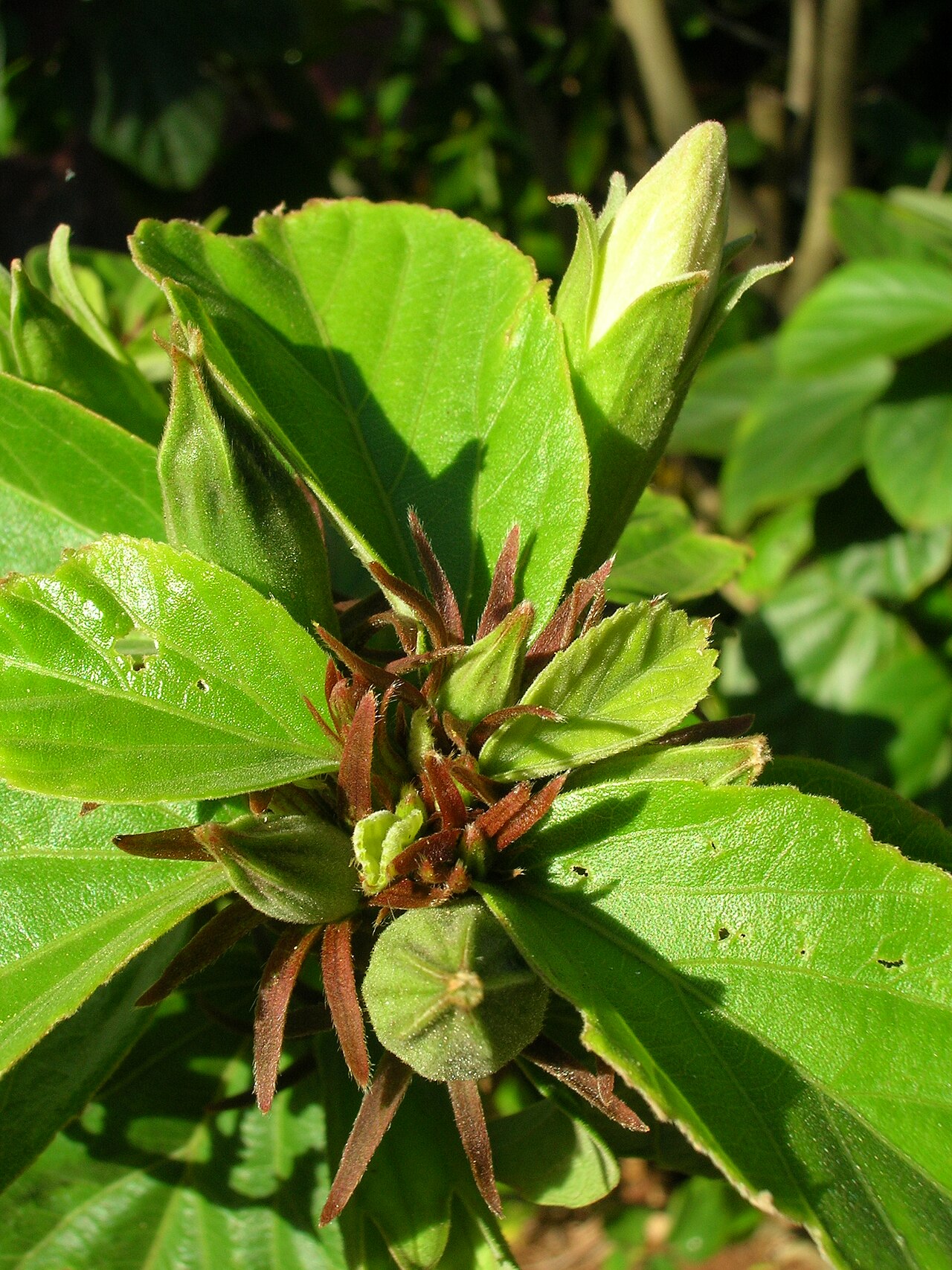 Hibiscus waimeae, Kokio keokeo — upright evergreen (Malvaceae) (image 7 of 9)