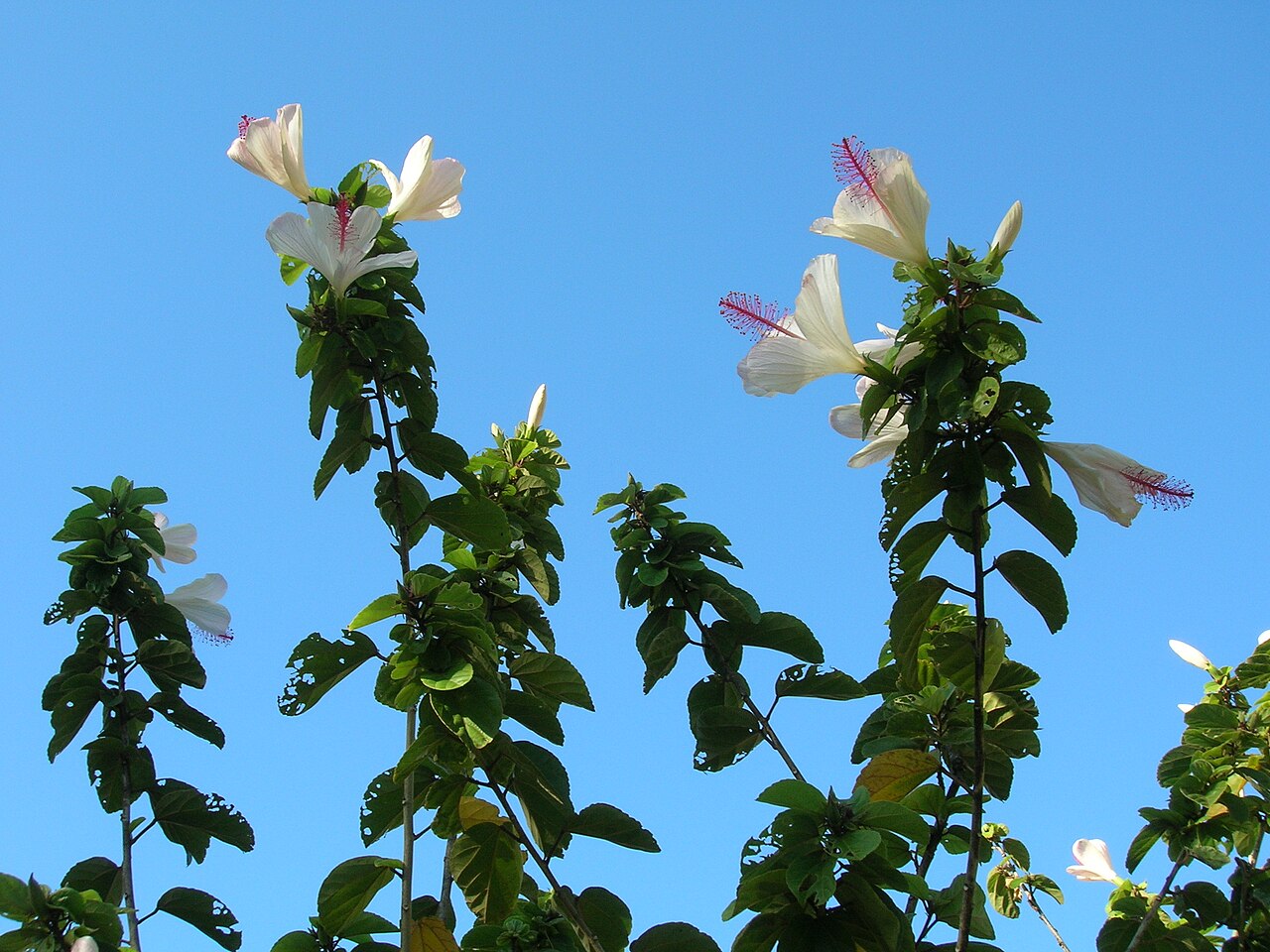 Hibiscus waimeae, Kokio keokeo — upright evergreen (Malvaceae) (image 8 of 9)