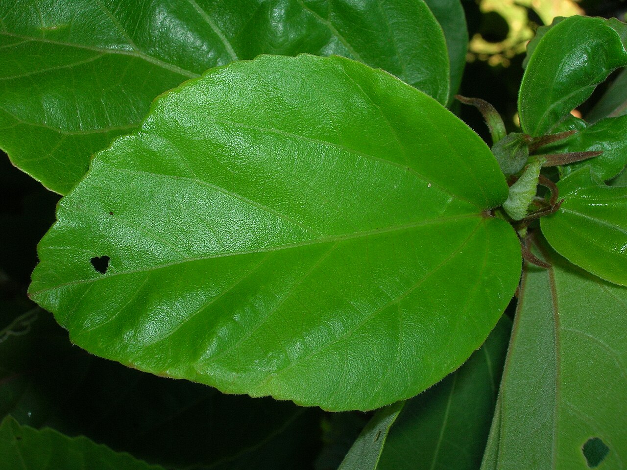 Hibiscus waimeae, Kokio keokeo — upright evergreen (Malvaceae) (image 9 of 9)