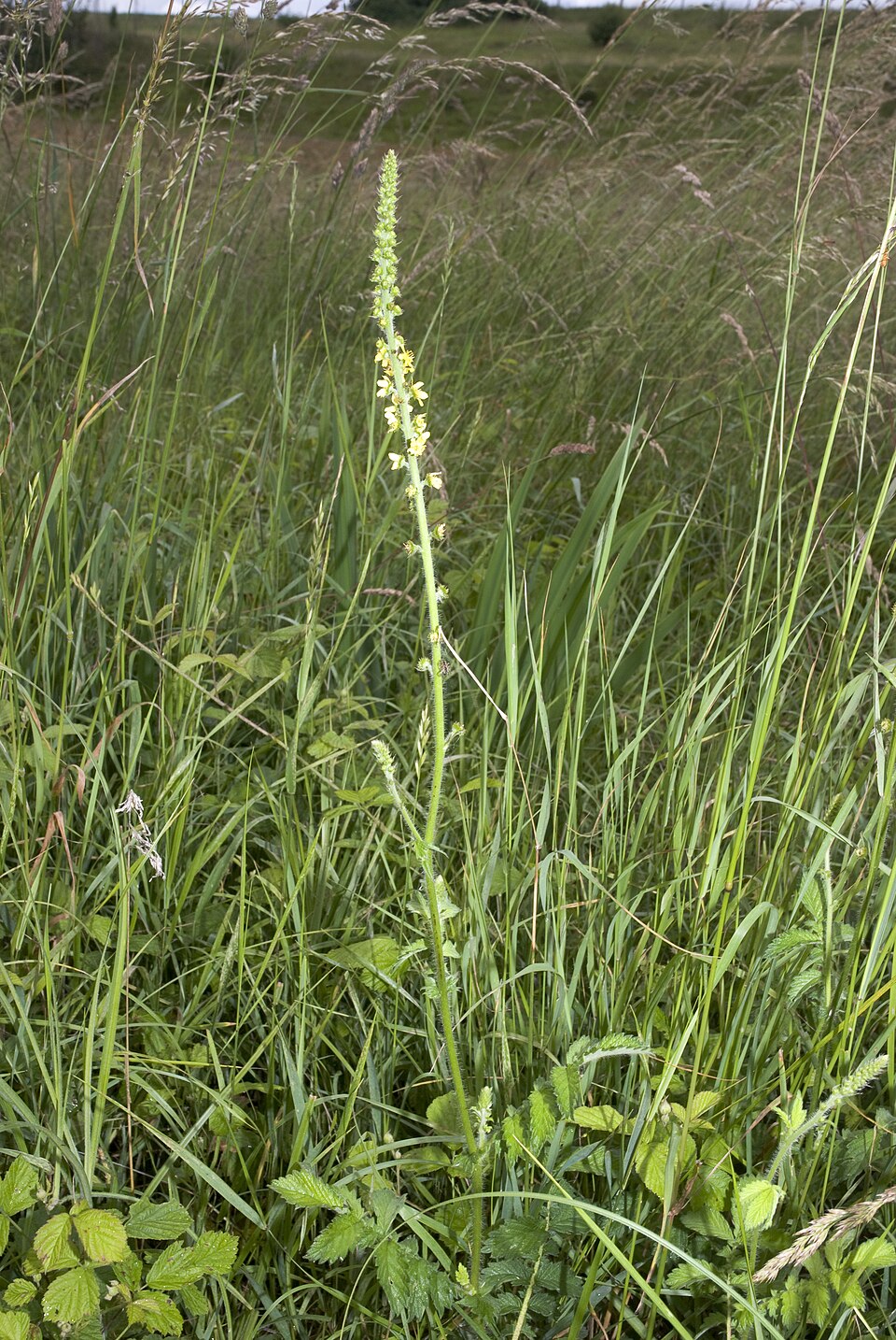 Agrimonia eupatoria (common agrimony)