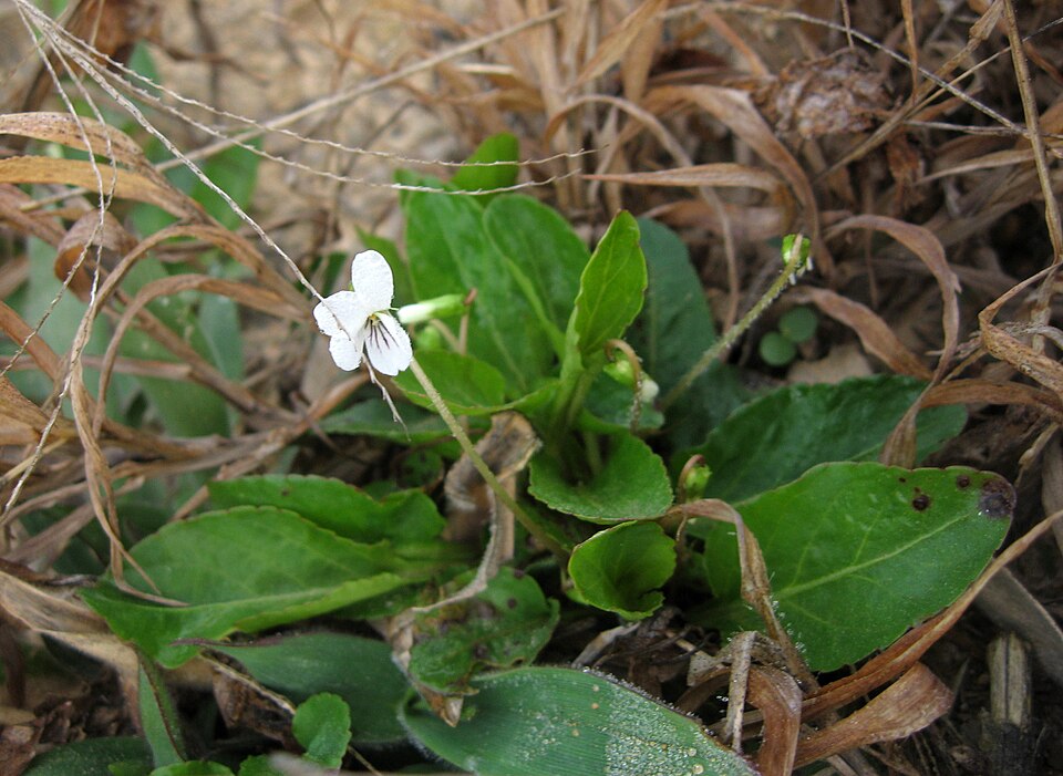 Viola primulifolia (primrose-leaved violet) (alternate view 6)