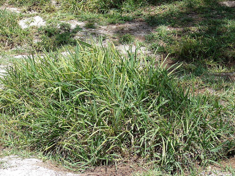 Stenotaphrum secundatum (St. Augustine Grass) (alternate view 6)