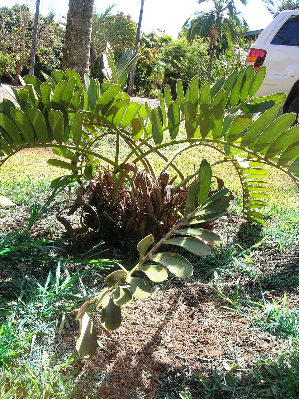 Zamia furfuracea (Cardboard Palm Tree) (alternate view 8)