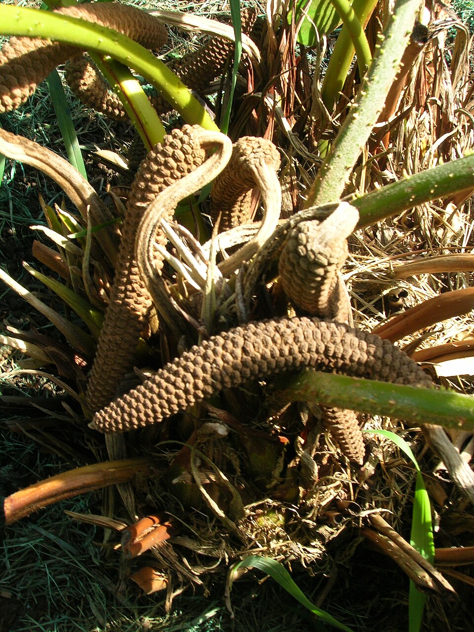Zamia furfuracea (Cardboard Palm Tree) (alternate view 9)