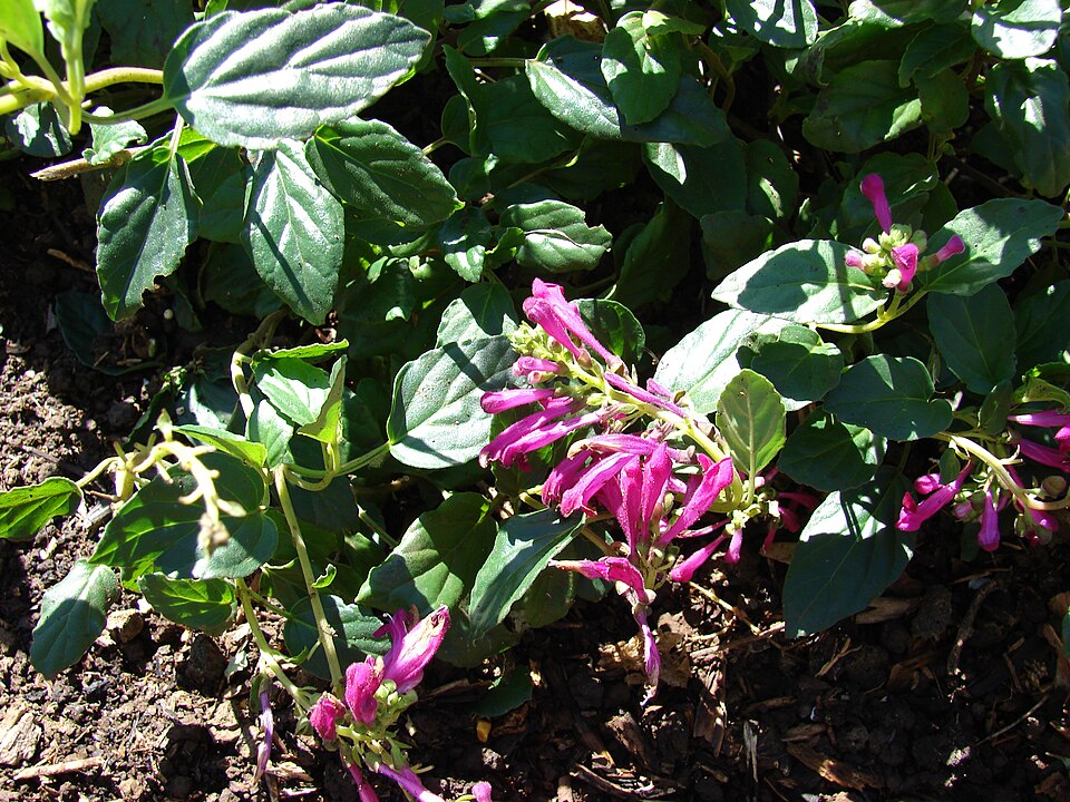Scutellaria suffrutescens (Pink Skullcap) (alternate view 4)