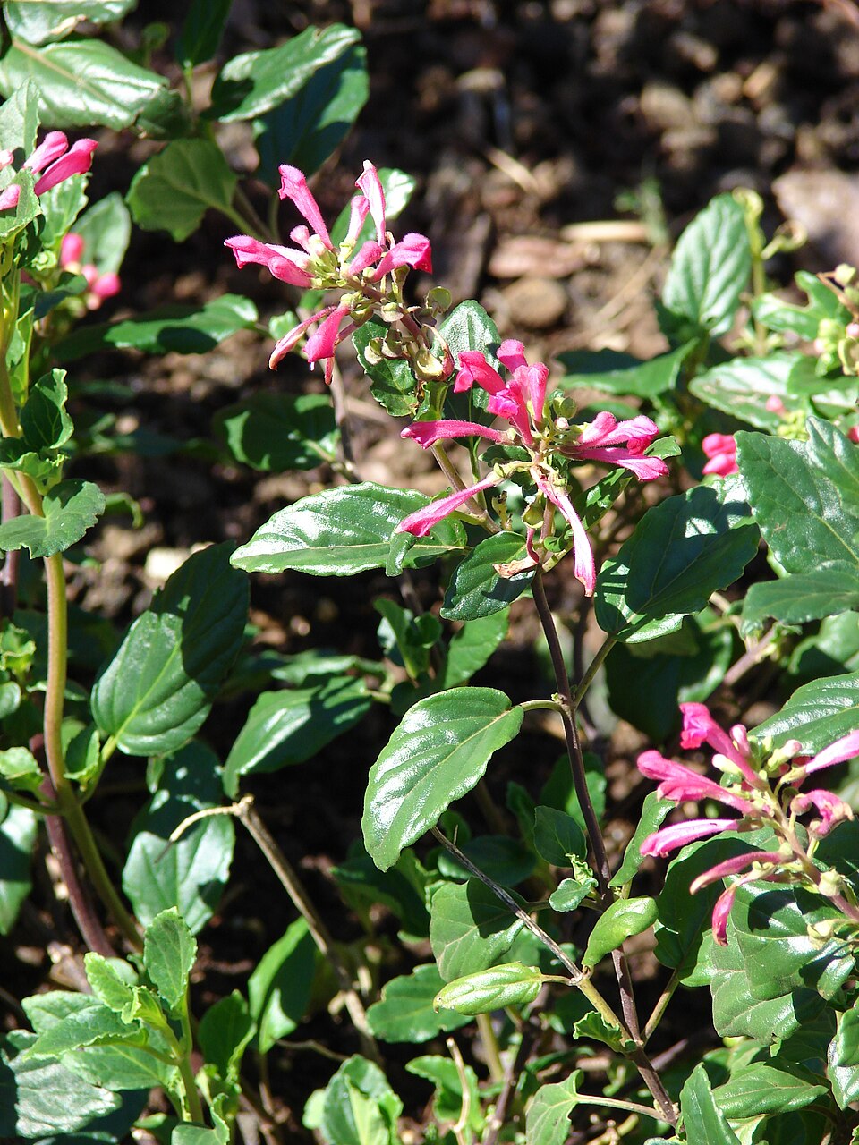 Scutellaria suffrutescens (Pink Skullcap) (alternate view 5)