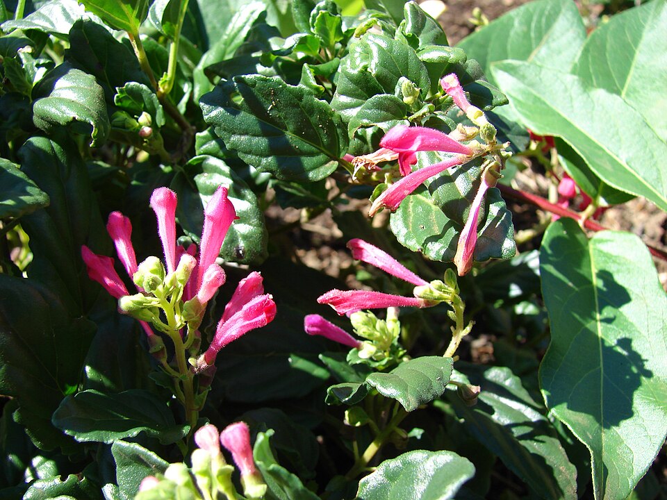 Scutellaria suffrutescens (Pink Skullcap) (alternate view 6)