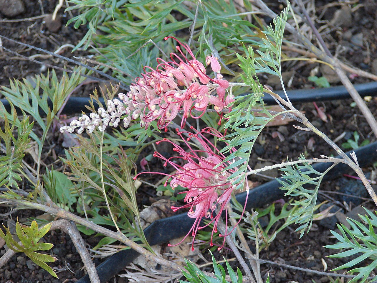 Grevillea 'Robyn Gordon', Grevillea Robyn Gordon — spreading evergreen (Proteaceae) (image 2 of 9)