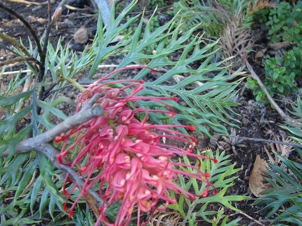 Grevillea 'Robyn Gordon', Grevillea Robyn Gordon — spreading evergreen (Proteaceae) (image 3 of 9)