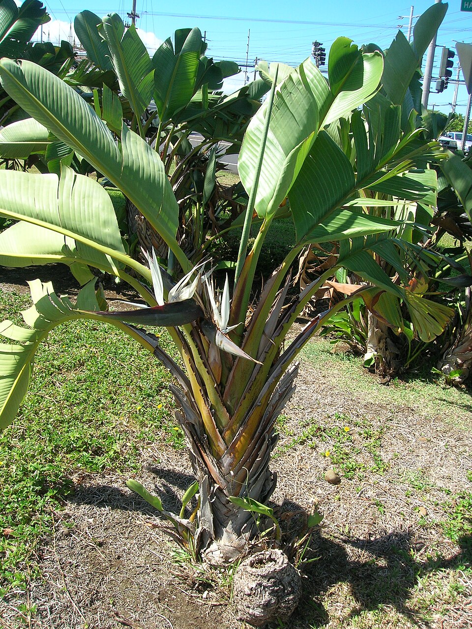Strelitzia nicolai (Giant Bird of Paradise) (alternate view 7)