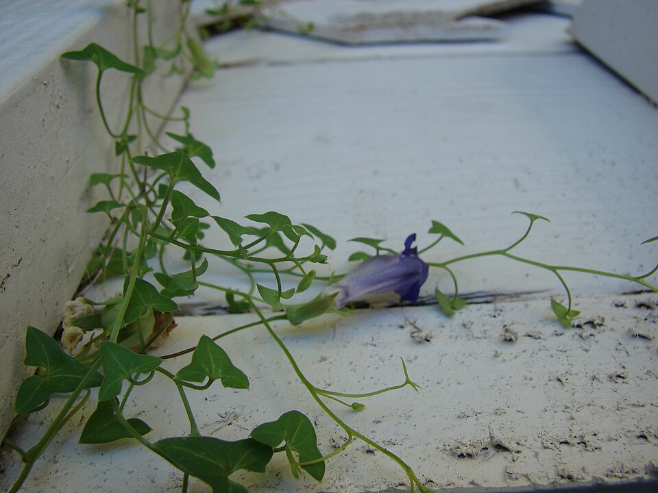 Maurandella antirrhiniflora (Snapdragon Vine) (alternate view 6)