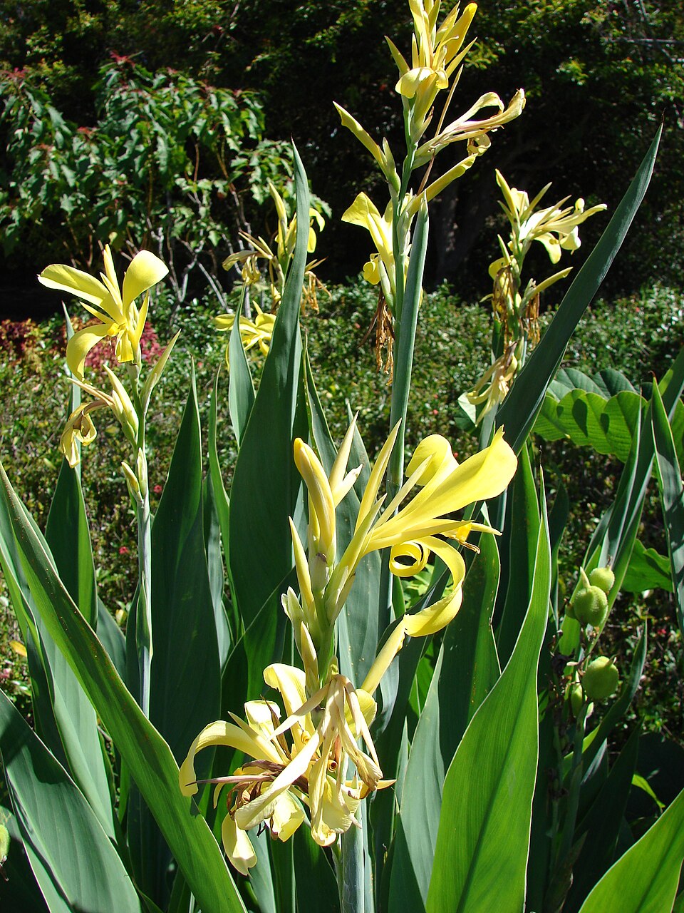 Canna glauca (Water Canna) (alternate view 6)