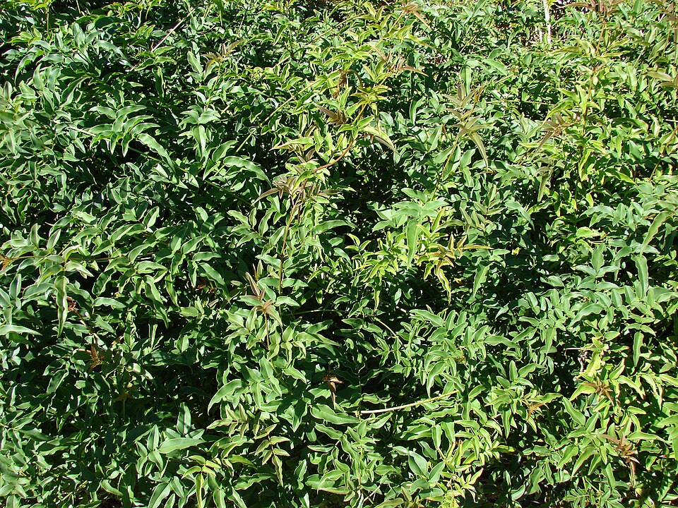 Jasminum polyanthum (Pink Jasmine) (alternate view 7)