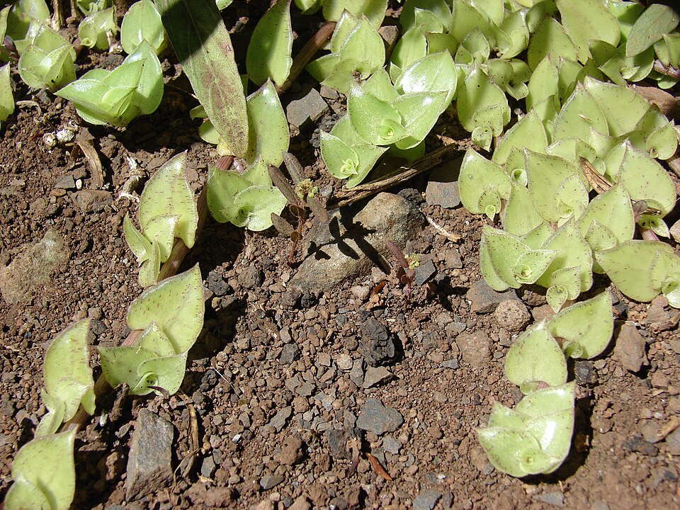 Callisia repens (Turtle Vine) (alternate view 8)