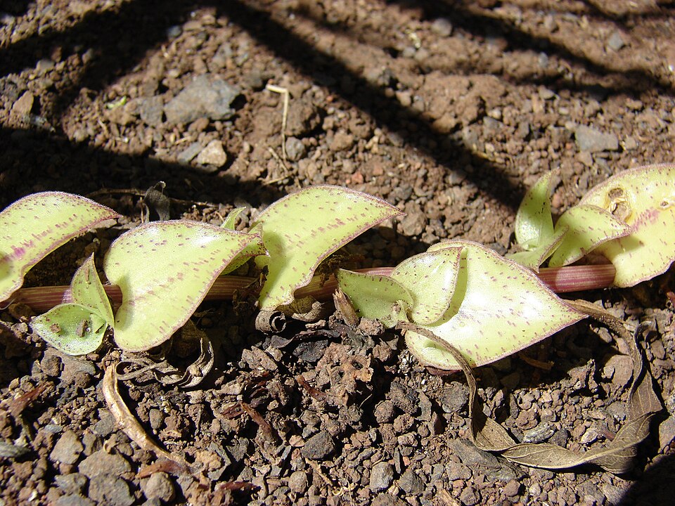 Callisia repens (Turtle Vine) (alternate view 9)