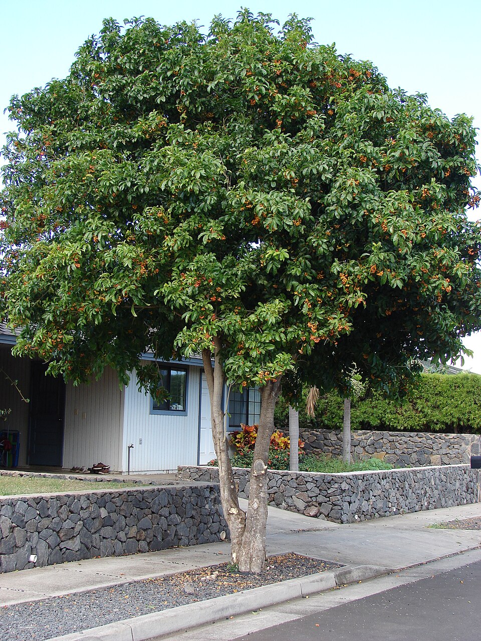 Harpullia pendula (Black Tulip) (alternate view 10)