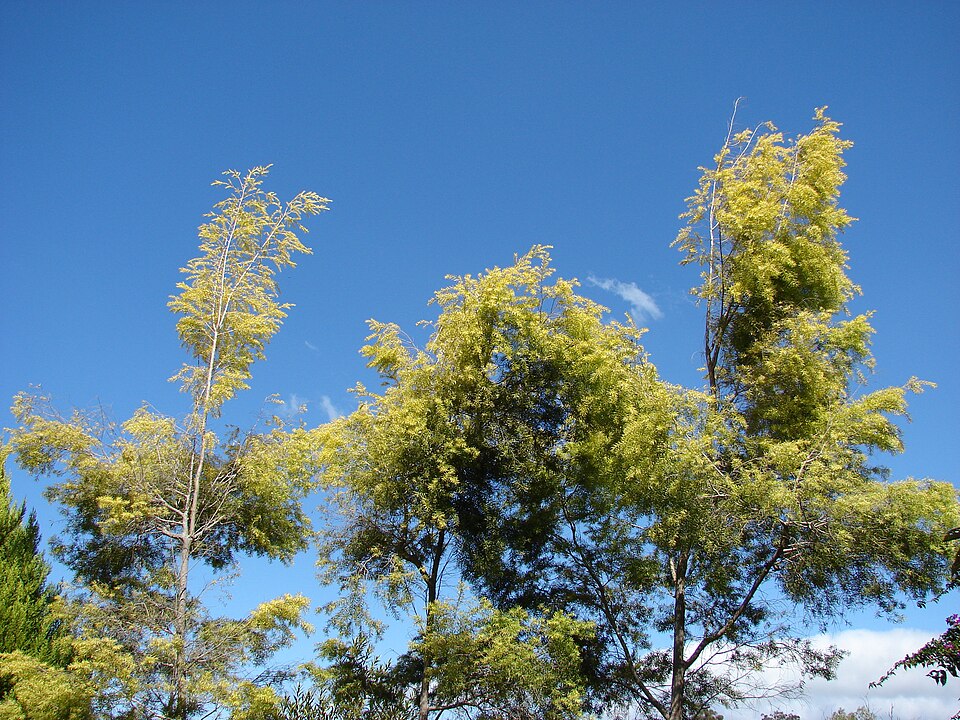 Melaleuca bracteata (black tea-tree) (alternate view 6)
