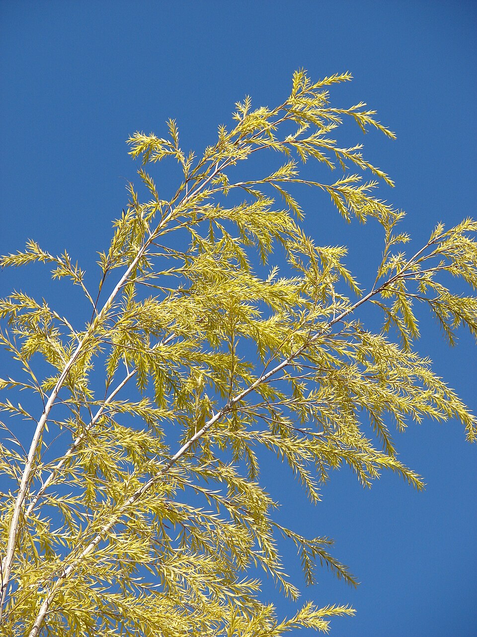 Melaleuca bracteata (black tea-tree) (alternate view 7)