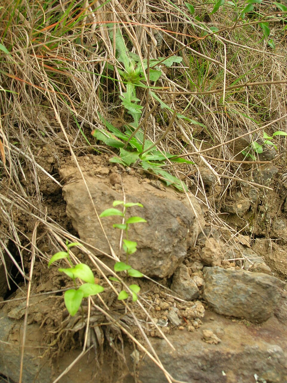Asparagus asparagoides (Cape Smilax) (alternate view 5)