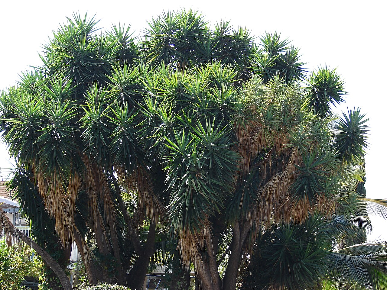 Yucca gigantea, Spineless yucca — upright evergreen (Asparagaceae) (image 1 of 10)