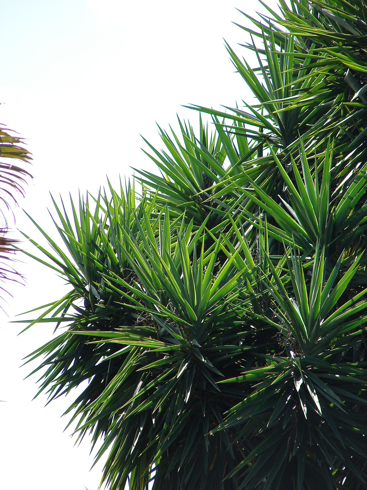 Yucca gigantea, Spineless yucca — upright evergreen (Asparagaceae) (image 2 of 10)