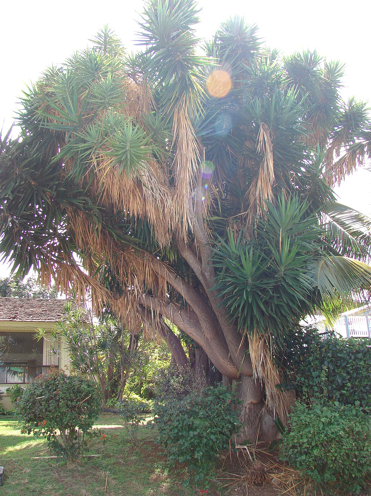 Yucca gigantea, Spineless yucca — upright evergreen (Asparagaceae) (image 3 of 10)